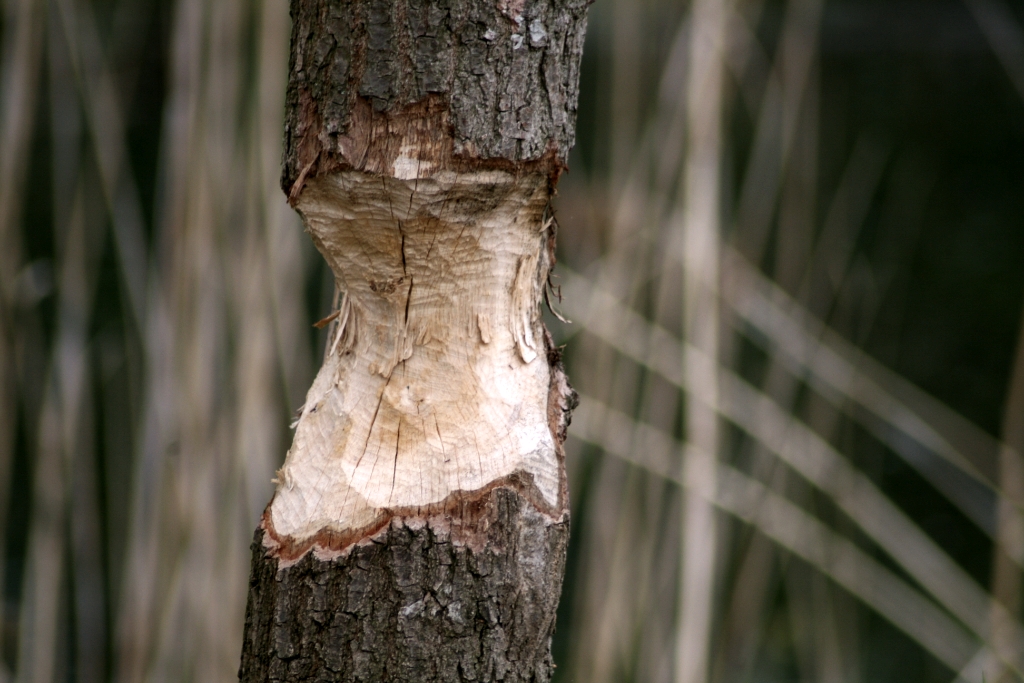 VWG vogelreis Oost Duitsland mei 2010 487